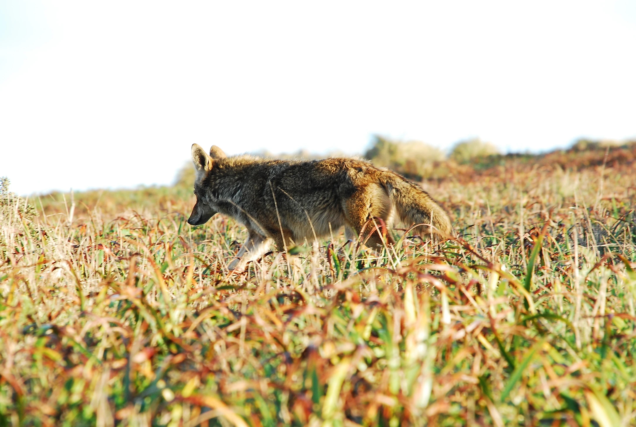 Aniket with coyote